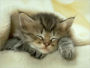Daisy the Autobiography of a Cat