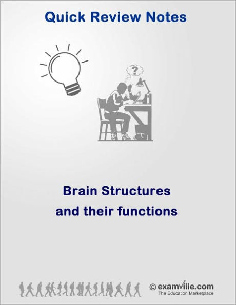 Anatomy Quick Review: Brain Structures and Their Functions