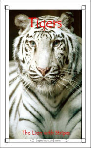 Tigers: The Lion With Stripes