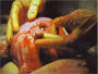 Before I Formed Thee in the Womb...