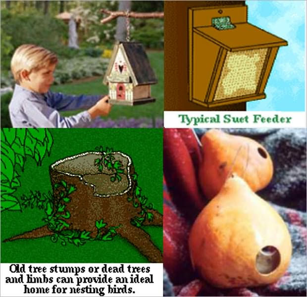 Birding Guide for you Attracting Birds, Bird House, Build a better