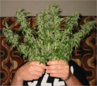 Title: Beginners Guide for Growing Cannabis, Author: Andrew eBooks