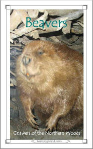 Title: Beavers: Gnawers of the Northern Woods, Author: Caitlind Alexander