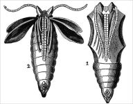 Title: Metamorphosis, Author: Franz Kafka