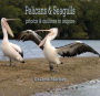Pelicans & Seagulls: Photos & outlines to inspire