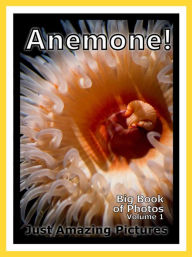 Just Sea Anemone Photos! Big Book of Photographs & Pictures of Under Water Ocean Sea Anemones, Vol. 1