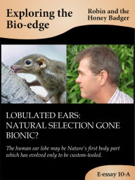 Title: Lobulated ears: natural selection gone bionic?, Author: Robin and the Honey Badger