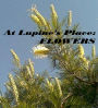 At Lupine's Place: Flowers