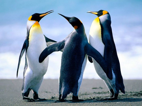 They Came From Beneath the Ice