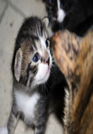 Animals: Amazing Animal Cutest Babies 4 ( nature children, amazing animals, cutest animals, cute animals, kittens, puppies, baby animals, wild, forest, beast, animals, animal books, animal picture books, kids books )