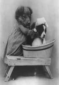 Animal Books: 99 Cents! Red Dot Funny Animals Photography ( nature Children, amazing animals, cutest animals, baby animals, wild, forest, beast, animals )
