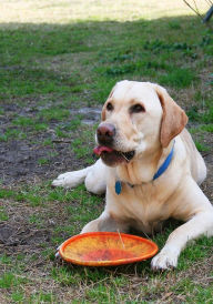 Animal Books: Go Fetch Funniest Dogs ( nature children, amazing animals, cutest animals, cute animals, kittens, puppies, baby animals, wild, forest, beast, animals, animal books, animal picture books, kids books )