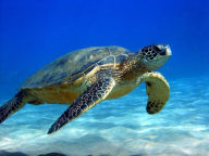 Title: Best Edition See Sea Turtle Survival! ( marine, maritime, nautical, naval, sea, aquatic, oceanic ), Author: Eli Epstein