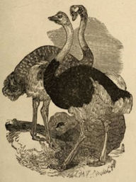 Title: The Practical Ostrich Feather Dyer (Illustrated), Author: Alexander Paul