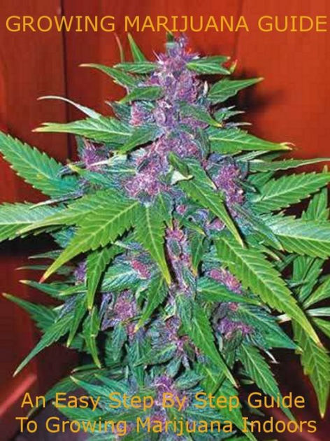 How to Grow Marijuana Indoors: Step-By-Step Guide