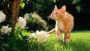A Cat Named Bear