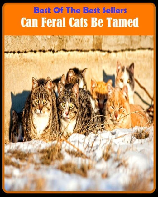 best-of-the-best-sellers-can-feral-cats-be-tamed-mastered-tamed