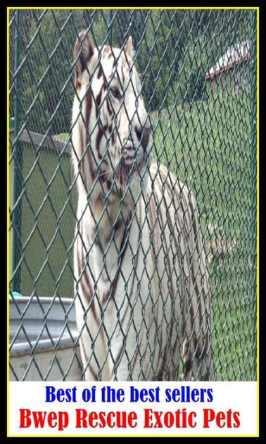 affectionate exotic pets