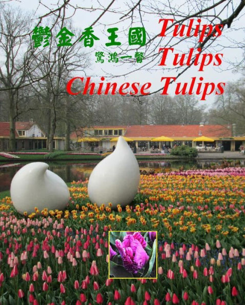 Tulips Tulips Chinese Tulips