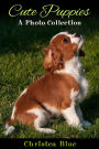 Cute Puppies: A Photo Collection