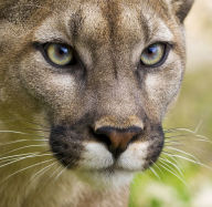Title: A Cougar's Paradise, Author: Jennifer Gisselbrecht Hyena