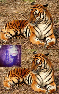 Tiger Marries