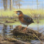 Virginia Rail Singing Near Gurgling Stream in Marshlands of Oregon: Atmospheric Audio for Productivity and Focus