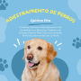 Adiestramiento de Perros: El Manual Definitivo Para Educar a su Fiel Compañero con Ejercicios, Órdenes y un Enfoque Positivo Para Crear una Conexión Profunda y Armoniosa con su Perro