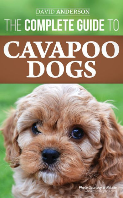 Cavapoo OR Cavachon Puppy Gift Card