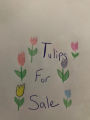 tulips for sale