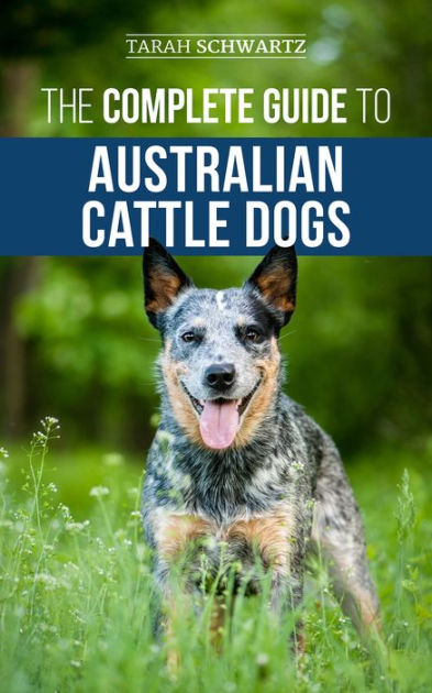 best toys for australian cattle dog