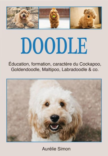 Doodle Education Formation Caract re du Cockapoo Goldendoodle