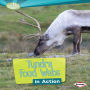 Tundra Food Webs in Action