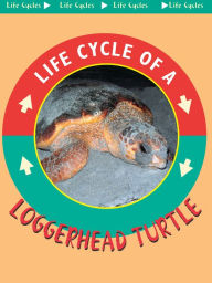 Loggerhead Turtles: Life Science - Life Cycles