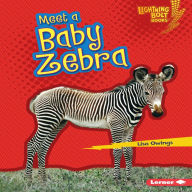 Meet a Baby Zebra