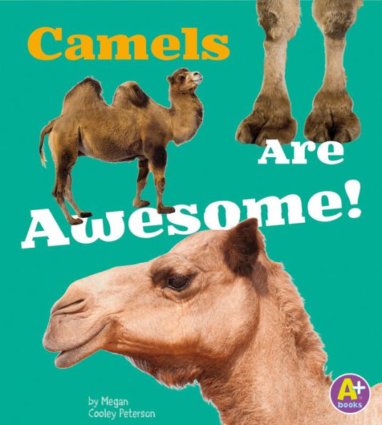 Camels Are Awesome!