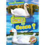 Swan or Goose?