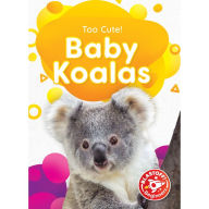 Baby Koalas