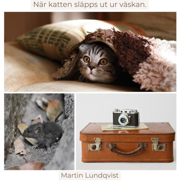 När katten släpps ut ur väskan.