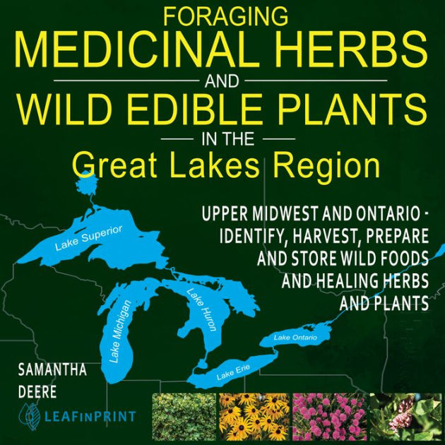 Foraging Medicinal Herbs and Wild Edible Plants in the Great Lakes