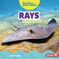 Rays: A First Look