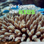 The Sponges for Kids