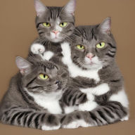 Title: Purrfect Companions Mine, Author: Jeramie Brimmer