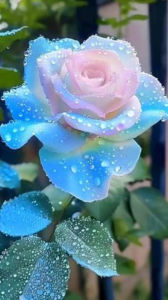 Title: Cut of Emotion, Author: Lorrie James