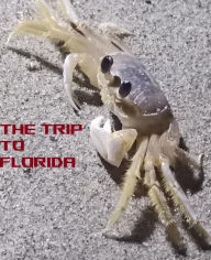 Title: A Trip to Florida, Author: Nathanial Aufderhar