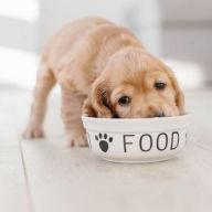 Alimentação para cães gestantes e filhotes
