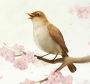 Bedtime Stories - Hans Christian Andersen - The Nightingale (Abridged)