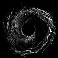 Title: Dysnomia, Artist: Dawn of Midi