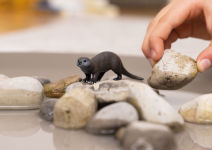 Alternative view 3 of Otter