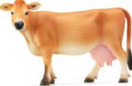 Title: Jersey Cow